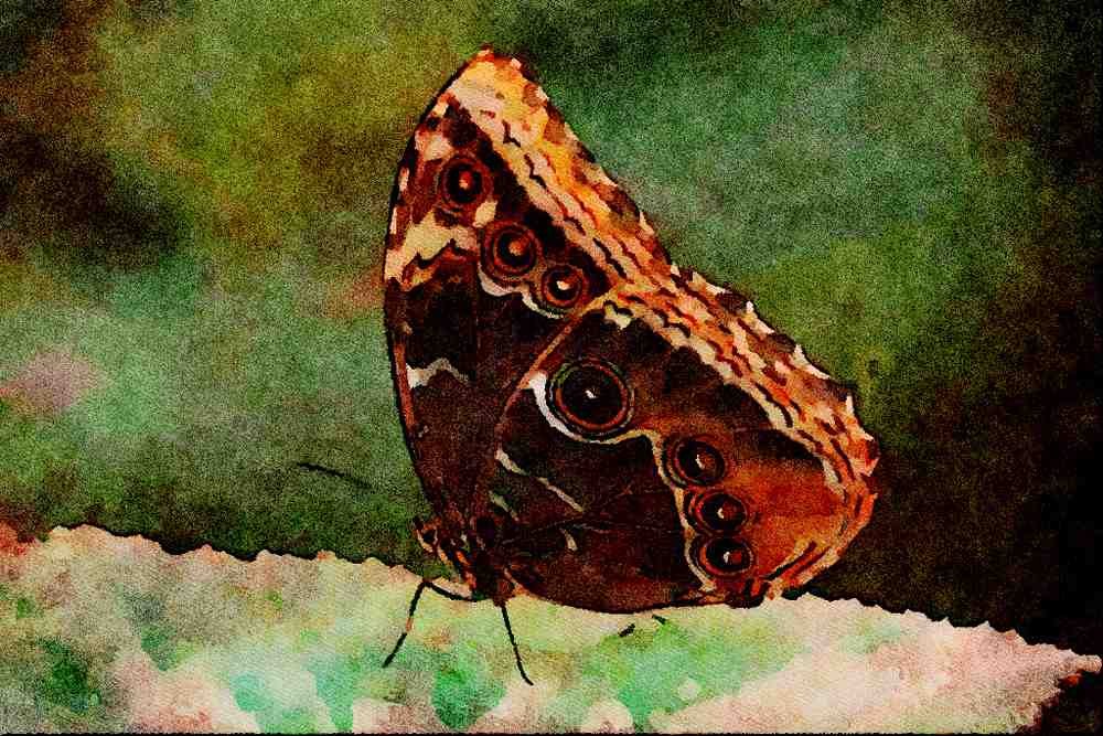 720036 Common Morpho, Morpho Peleides A4 Limited Edition Watercolour Print