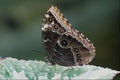 720036 Common Morpho, Morpho Peleides A4 Photo Print