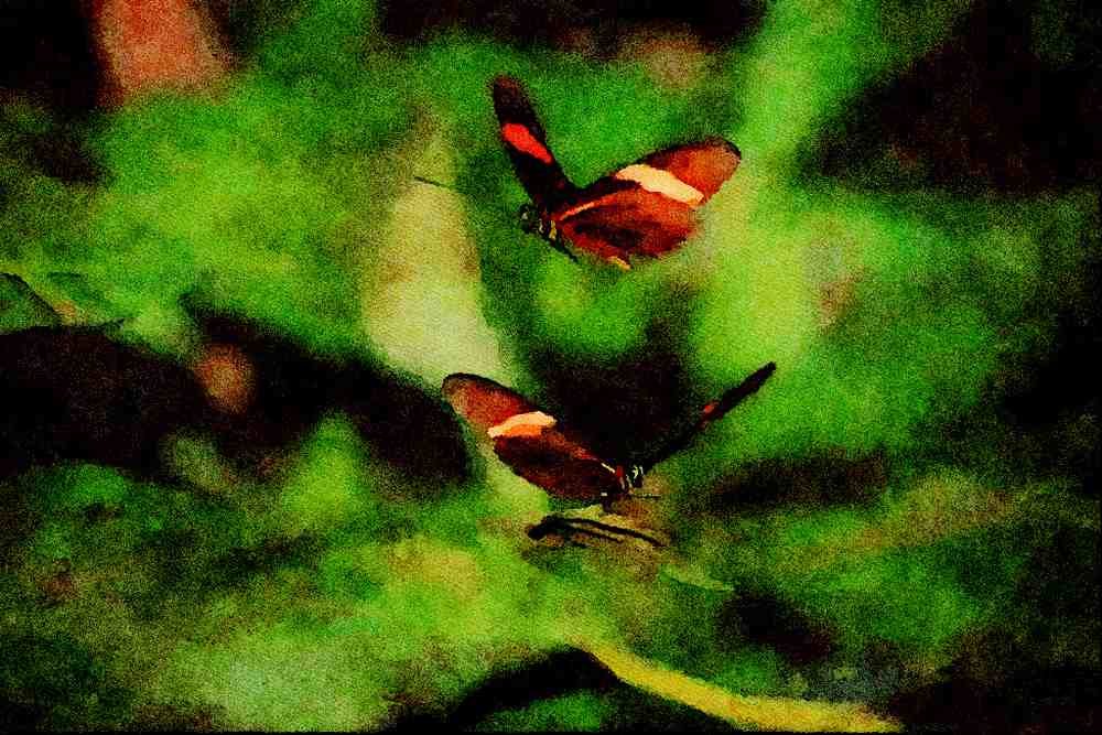 720038 Zebra Butterflies, Heliconius Charitonius A4 Limited Edition Watercolour Print