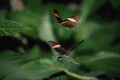 720038 Zebra Butterflies, Heliconius Charitonius A4 Photo Print