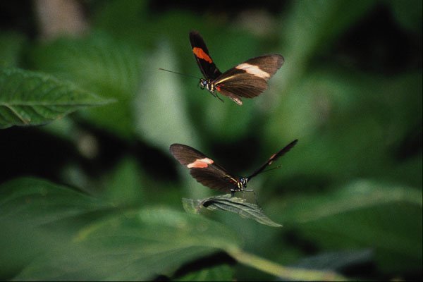 720038 Zebra Butterflies, Heliconius Charitonius A4 Photo Print