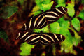 720039 Butterflies A4 Limited Edition Watercolour Print
