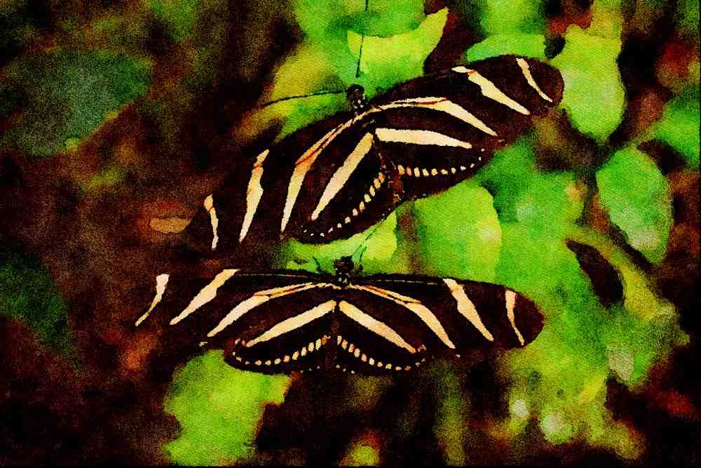 720039 Butterflies A4 Limited Edition Watercolour Print