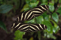 720039 Butterflies A4 Photo Print