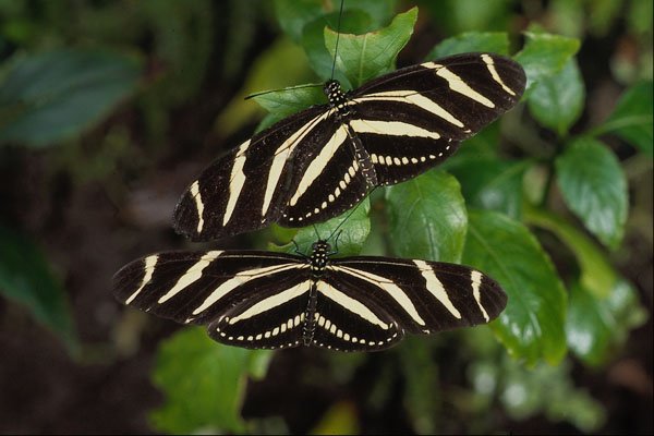 720039 Butterflies A4 Photo Print
