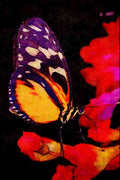720040 Monarch Butterfly A4 Limited Edition Watercolour Print
