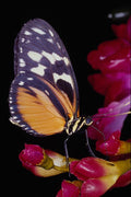 720040 Monarch Butterfly A4 Photo Print