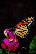 720041 Silver washed Fritillary, Argynnis Paphia A4 Limited Edition Watercolour Print