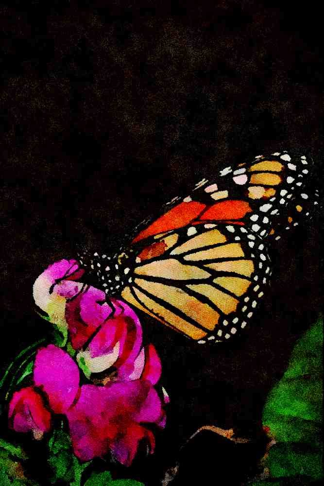 720041 Silver washed Fritillary, Argynnis Paphia A4 Limited Edition Watercolour Print