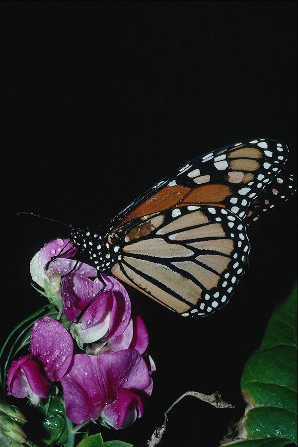 720041 Silver washed Fritillary, Argynnis Paphia A4 Photo Print