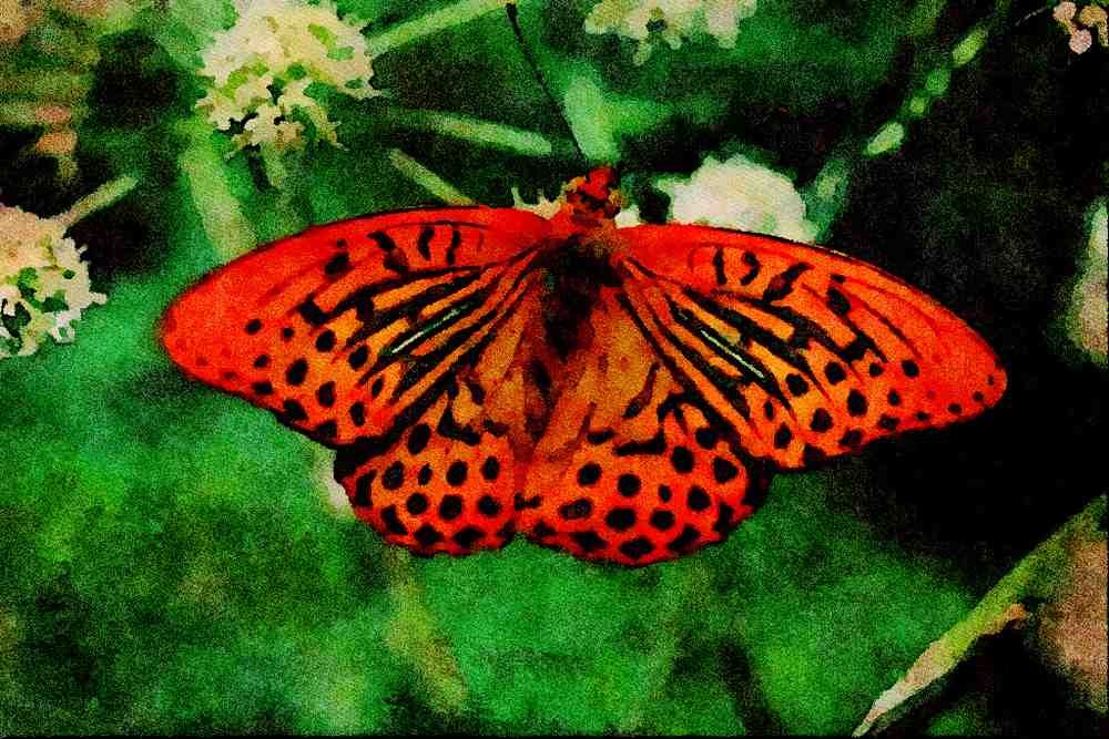 720042 Butterfly A4 Limited Edition Watercolour Print