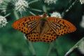 720042 Butterfly A4 Photo Print