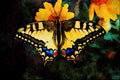 720043 Swallowtail, Papilio Machaon A4 Limited Edition Watercolour Print