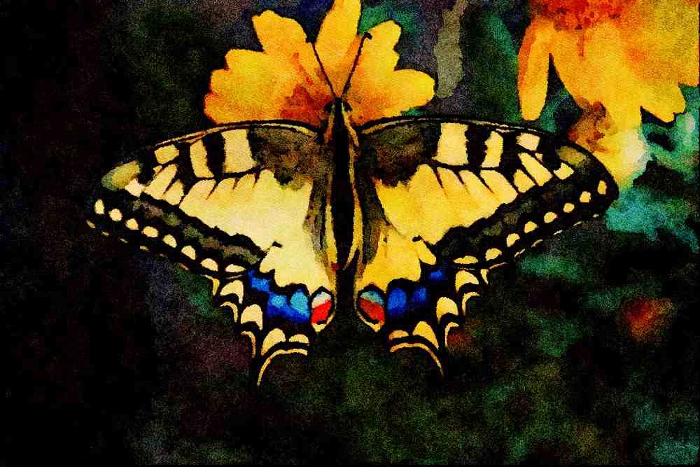 720043 Swallowtail, Papilio Machaon A4 Limited Edition Watercolour Print