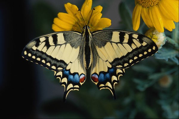 720043 Swallowtail, Papilio Machaon A4 Photo Print