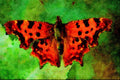 720044 Comma, Polygonia C album A4 Limited Edition Watercolour Print