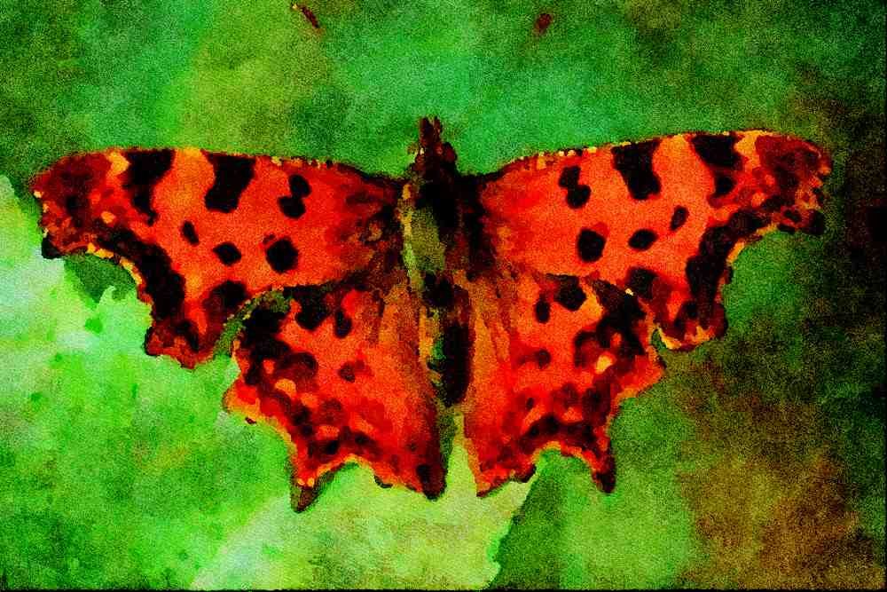 720044 Comma, Polygonia C album A4 Limited Edition Watercolour Print
