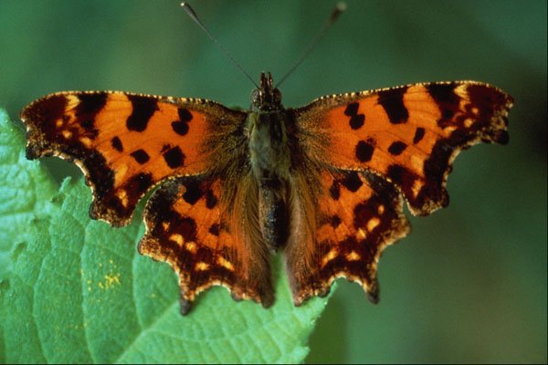 720044 Comma, Polygonia C album A4 Photo Print