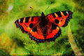 720045 Small Tortoiseshell, Aglais Urticae A4 Limited Edition Watercolour Print