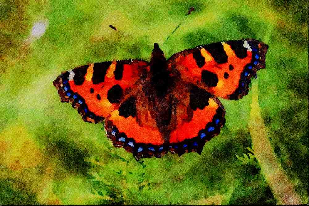 720045 Small Tortoiseshell, Aglais Urticae A4 Limited Edition Watercolour Print