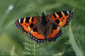 720045 Small Tortoiseshell, Aglais Urticae A4 Photo Print