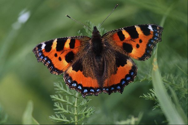 720045 Small Tortoiseshell, Aglais Urticae A4 Photo Print