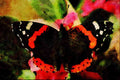720046 Red Admiral, Vanessa Atalanta A4 Limited Edition Watercolour Print