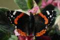 720046 Red Admiral, Vanessa Atalanta A4 Photo Print