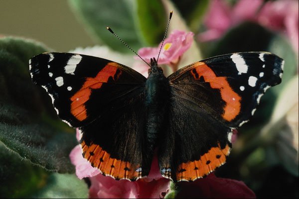 720046 Red Admiral, Vanessa Atalanta A4 Photo Print