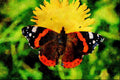 720047 Red Admiral, Vanessa Atalanta A4 Limited Edition Watercolour Print