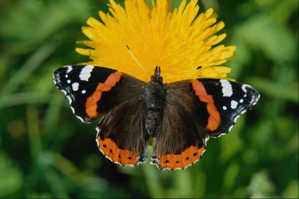 720047 Red Admiral, Vanessa Atalanta A4 Photo Print