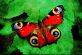 720048 Peacock, Inachis Io A4 Limited Edition Watercolour Print