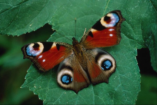 720048 Peacock, Inachis Io A4 Photo Print