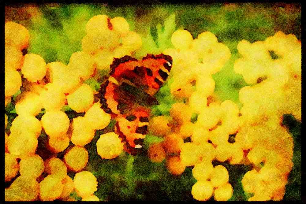 720049 Tortoiseshell Butterfly On Tansy A4 Limited Edition Watercolour Print