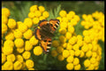720049 Tortoiseshell Butterfly On Tansy A4 Photo Print