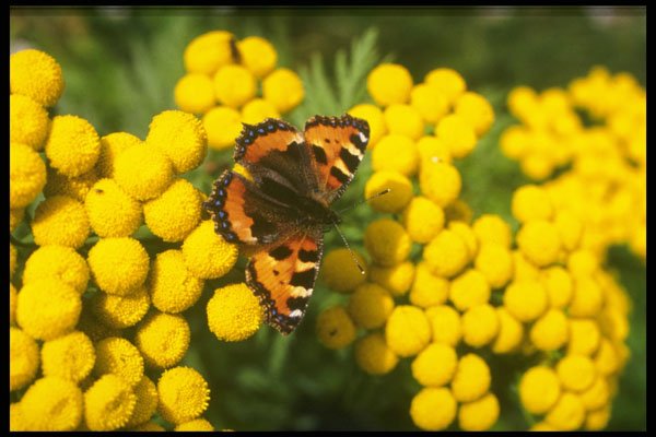 720049 Tortoiseshell Butterfly On Tansy A4 Photo Print