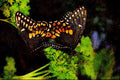 720050 Black Swallowtails Mating A4 Limited Edition Watercolour Print