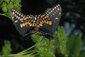 720050 Black Swallowtails Mating A4 Photo Print