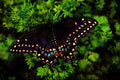 720051 Black Swallowtail Adult A4 Limited Edition Watercolour Print