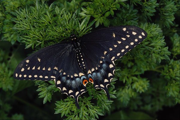 720051 Black Swallowtail Adult A4 Photo Print