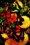 720052 Butterflies On Chrysanthamums A4 Limited Edition Watercolour Print