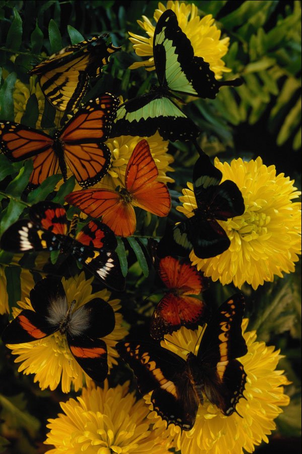 720052 Butterflies On Chrysanthamums A4 Photo Print
