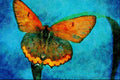 720053 American Copper Butterfly A4 Limited Edition Watercolour Print
