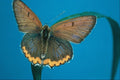 720053 American Copper Butterfly A4 Photo Print