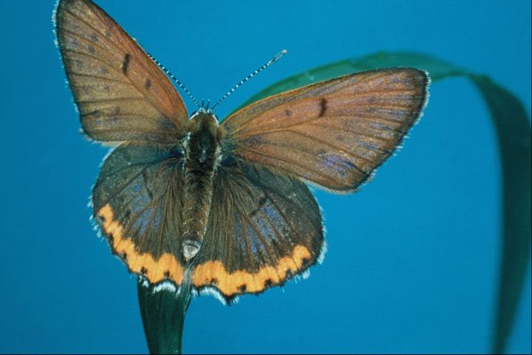 720053 American Copper Butterfly A4 Photo Print