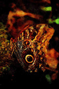 720054 Owl eye butterfly, Monteverde, Costa Rica A4 Limited Edition Watercolour Print