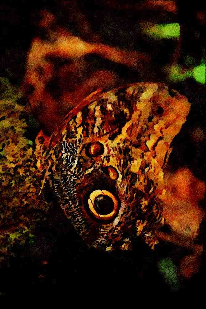 720054 Owl eye butterfly, Monteverde, Costa Rica A4 Limited Edition Watercolour Print