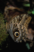 720054 Owl eye butterfly, Monteverde, Costa Rica A4 Photo Print