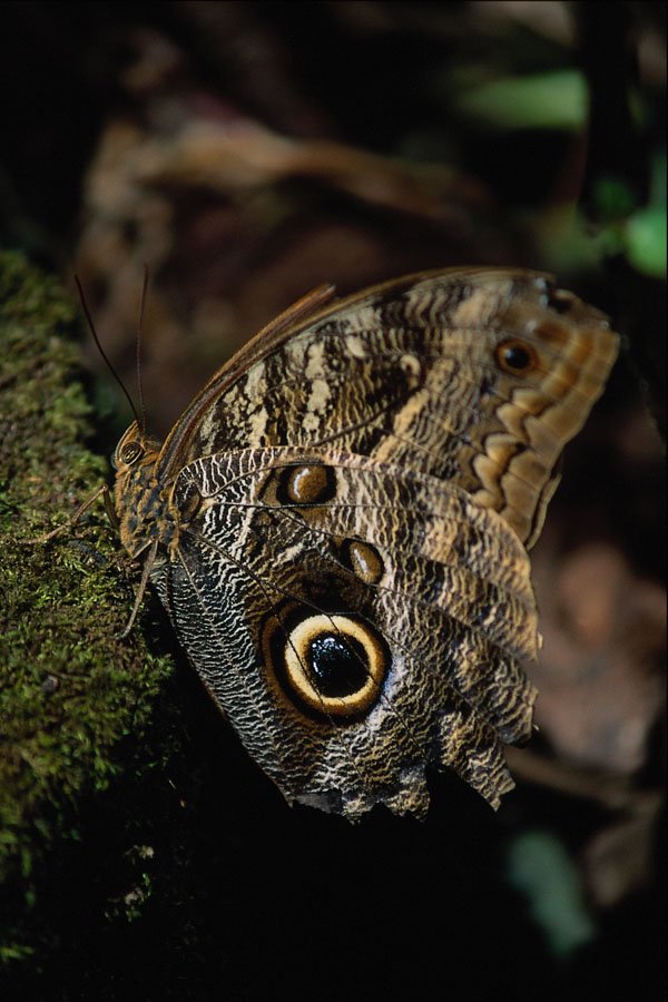 720054 Owl eye butterfly, Monteverde, Costa Rica A4 Photo Print