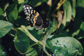 720055 Black Swallowtail Butterfly, Wichita, Kansas, U.S.A. A4 Photo Print